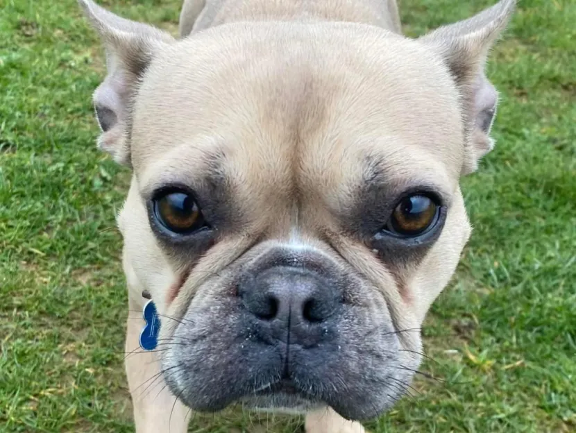 Blue, a French Bulldog