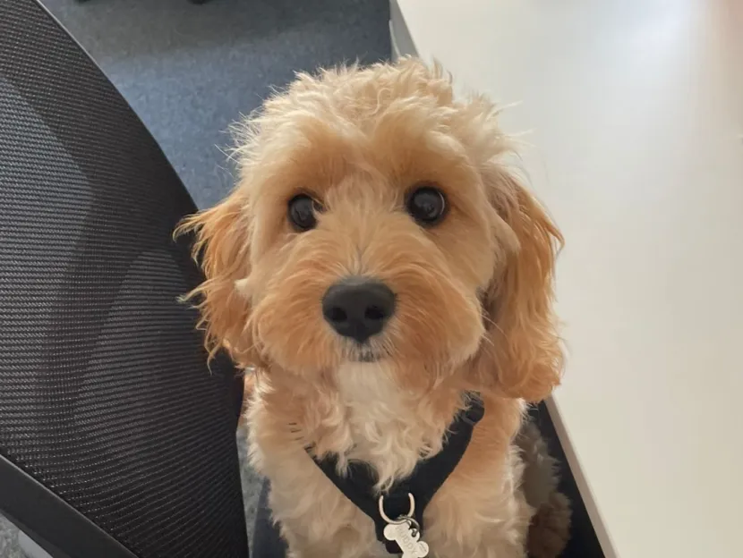 Buddy, a Cavapoo