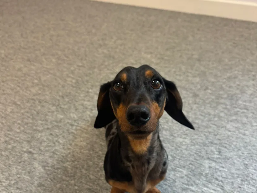 Dash, a Miniature Dachshund