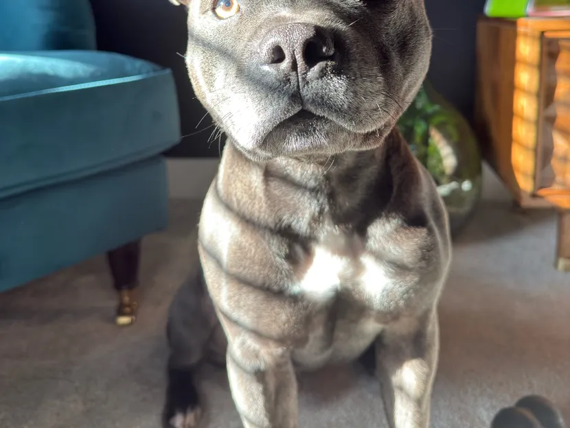 Jake, a Staffordshire Bull Terrier