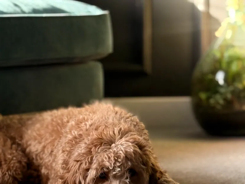 Teddy, a Golden Doodle